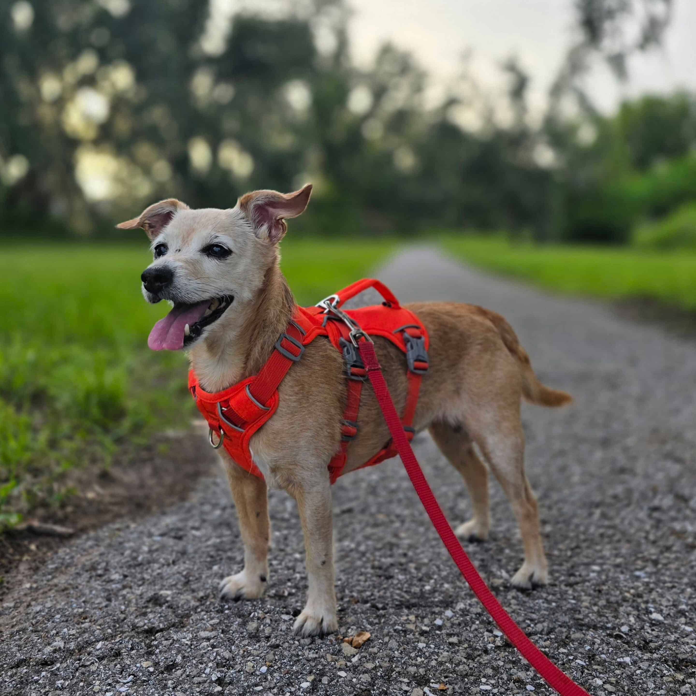 dog looking at camera